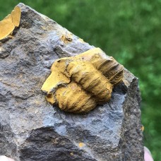 Ellipsocephalus vetustus
